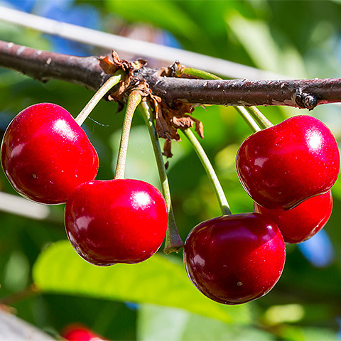 开云体育客户端APP下载大红樱桃二